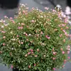 Plántulas de Rosa Gypsophila Ultra Finas, Plántulas de Rosas Florecientes, Florales de Maceta de Cuatro Estaciones, Plantas Trepadoras, Rosales y Plantas Verdes
