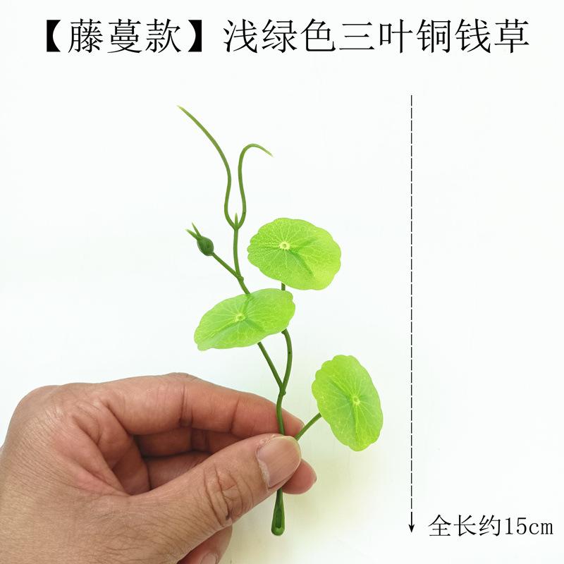 【藤蔓款】浅绿色三叶铜钱草.jpeg