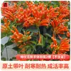Mudas de Flor Lingxiao Resistentes ao Frio, Trepadeiras, Florais de Floração Quatro Estações, Mudas Grandes, Plantas Verdes, Plantas de Vaso, Florais Fogos de Artifício para Pátio Varanda, Glicínia