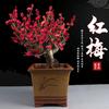 Ciruelo en Maceta Interior Perfumado Ciruelo de Invierno Bonsái Ciruelo Rojo Pila Vieja Balcón Patio Plantas Resistentes al Frío Fáciles de Cultivar