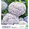 Planta de Hortensia en Maceta con Capullos de Flor, Plántulas de Flor Endless Summer, Flores para Todas las Estaciones, Balcón, Patio, Plantas Verdes de Interior en Flor