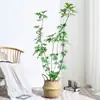 Planta Grande de Madera Pata de Pato en Maceta para Interior para Purificación del Aire, Adecuada para Dormitorio y Sala de Estar, Perenne Todo el Año, Planta Verde de Moda