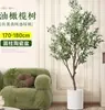 Planta de olivo en maceta para sala de estar interior, esquejes reales, planta grande en maceta, fácil de cuidar, adecuada para inauguración de casa y mudanza