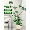 Planta Grande de Madera Pata de Pato en Maceta para Interior para Purificación del Aire, Adecuada para Dormitorio y Sala de Estar, Perenne Todo el Año, Planta Verde de Moda