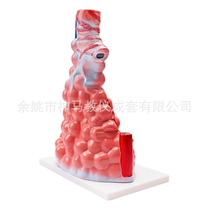 肺泡模型-4