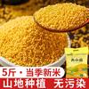 Arroz Fresco de Temporada de Shaanxi, Mijo, Mijo Amarillo, Arroz para Bebé, Arroz Posparto, Gachas, Multicereales, Fragante, Pegajoso y Hinchado