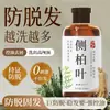 Champú de Hoja de Platycladus Arborvitae Qingling, Cuidado Capilar Natural a Base de Plantas, Sin Silicona, Anticaspa, Antirritación, Control de Grasa, Champú Herbal Voluminizador, Guangdong