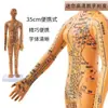 Modelo de Corpo Humano com Pontos de Acupuntura para Praticar Inserção de Agulha, Diagrama Completo do Corpo com os Doze Meridianos da Medicina Chinesa, Modelo de Cobre em Forma Humana