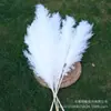Caña Larga Vietnamita Flor Seca de Yunnan Ramo Decoración Esponjoso Fotografía de Boda Del Suelo al Techo Paisajismo Flor Inmortal Natural