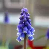 Bulbos de jacinto holandês no atacado para cultivo em solo e hidropônico, sementes de flores para plantio de outono e inverno, resistentes ao frio e florescendo no mesmo ano
