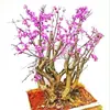 Plántulas de Bauhinia Llenas de Plántulas de Flor de Bauhinia Roja Plantas Verdes en Maceta Plántulas de Bauhinia Plantas de Jardín para Patio Ornamentales Florales Coloridas