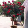 Plántulas de Rosas Tipo Árbol, Rosas de Tocón, Rosas de Tallo Alto que Florecen Toda la Temporada, Plantas en Maceta, Flores de Interior y Plantas Verdes Fáciles de Cuidar