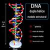 Modelo de estrutura de dupla hélice de DNA par de bases grande 3212 Instrumento de ensino biológico genético para o ensino médio