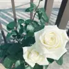 Planta de Rosas para Balcón con Semillas de Rosa, Rosas en Maceta de Fragancia Fuerte Todo el Año, Plantas de Flores Extra Grandes para Balcón y Patio