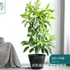 Árvore de Magnólia Branca em Vaso com Botões de Flor, Planta de Orquídea Amarela, Planta de Flor Cheirosa para Varanda, Interior e Jardim
