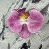 Flor artificial Phalaenopsis flor 3D de película cabeza de flor estilo ramillete regalo de mano LV Fu regalo DIY caja de regalo decoración de boda