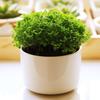 Escritorio Tierra Verde Plantas Verdes Espacio Verde Coral Helechos Perennes Hierba Nube Verde Plantas Hidropónicas en Maceta Tierra Verde