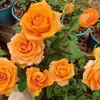 Plántulas de Semillas de Flores de Rosa Naranja de Una Pieza para Dropshipping, Arbustos de Floración Dura y Resistentes al Sol, Rosas Naranjas, Plantas en Maceta para Balcón y Patio