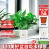 Rabanete Verde em Vaso Planta de Interior Flor Planta Verde Hidropônica Longa Trepadeira Pendente Folha Grande Rabanete Verde Fácil de Manter Uso em Casa Nova