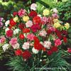 Semillas de Clavel, Florales de Cuatro Estaciones, Plantas para Observación de Flores, Plantas de Maceta de Interior, Semillas de Flores para Patio, Florales de Patio Fáciles de Cultivar