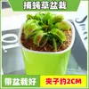 Las plantas carnívoras en maceta son plantas verdes perennes que atrapan y comen insectos, repelen mosquitos y son fáciles de mantener en balcones y en interiores.. Son flores resistentes al calor