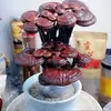 Entrega BásicaBonsai de Ganoderma Atmosférico e de Alta Qualidade Item de Presente Planta de Mesa Purifica o Ar Planta de Acúmulo de Virtude