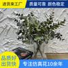 Imitação de flores Folhas de eucalipto Plástico Verde Plantando Folhas de dinheiro Flor falsa Mesa de jantar Estilo Mori Flor-estilo Flor-estilo Cross-border Hot Sale