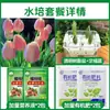 Tulipanes Hidropónicos al por Mayor 5 Grados Bulbos Grandes Resistentes al Frío para Invierno Interior/Exterior Fáciles de Cultivar para Principiantes Flores en Maceta Plantas