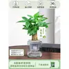 Árbol del Dinero Maceta Flores, Sala de Estar, Casa Próspera, Plantas Verdes, Fácil de Cultivar en Todas las Estaciones, Árbol del Dinero, Plantas Hidropónicas de Escritorio para Oficina