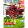 Vivero de arces rojos japoneses para dropshipping, árbol enano rojo de cuatro estaciones, árbol paisajístico Princesa Danza Roja, resistente al frío para exteriores para villas