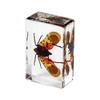 Resina de Venta Caliente Transfronteriza Muestras de Insectos Reales Araña Escorpión Saltamontes Regalo de Recompensa para Estudiantes de Primaria Regalo Artesanal