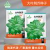 Sementes de Daye Nepeta Sementes de Hortelã Nepeta de Henan Sementes de Hortaliças Envasadas para Jardim de Hortaliças o Ano Todo Atacado Sementes de Colza