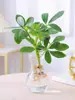 A madeira de pé de pato é uma planta hidropônica de interior perene e fácil de cuidar que traz riqueza de todas as direções para a mesa do escritório.