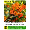 Plántulas de Osmanthus de Cuatro Estaciones, Plantas en Maceta Grandes, Osmanthus Dorado de Montón Viejo Extra Grande, Floración de Cuatro Estaciones, Florales Grandes Raros, Plántulas de Jardín