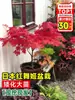 Venta al por mayor de plántulas de arce rojo japonés, árbol de arce rojo de cuatro estaciones para patio exterior de villa, plántulas de árbol de arce rojo en maceta