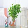 Planta Hidropônica Arroz Bambu Interior Vaso Bambu Rabo de Fênix Escritório Bonsai Mesa Planta Verde Bambu da Riqueza Fácil de Cultivar em Todas as Estações