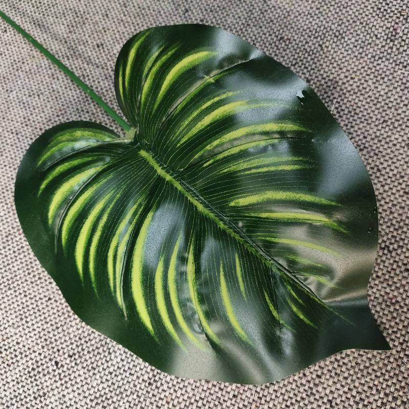 单只连体象耳叶深绿