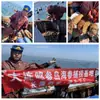 Fabricante Directo Entrega Directa Dalian Pepino de Mar Cultivado en el Fondo Secado al Aire al por Mayor 50g Mariscos Secos Pepino de Mar No Listo para Comer
