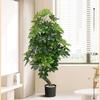 Planta de Simulación Madera Pie de Pato de Pie en Maceta Planta Verde Biónica Adornos Sala de Estar Lado del Sofá Decoración del Hogar Bonsái Árbol Falso