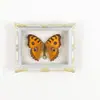 Mariposa Ojo de Esmeralda Azul Mariposa Real Imán para Refrigerador Espécimen Marco de Fotos Terminado Regalo de Gama Alta Pintura Decorativa