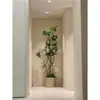 Planta Verde Grande en una Maceta de Madera de Pata de Pato, Adecuada para Sala de Estar y Oficina, Fácil de Cuidar en Todas las Estaciones, También Adecuada para Dormitorio