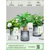 Árbol del Dinero Maceta Flores, Sala de Estar, Casa Próspera, Plantas Verdes, Fácil de Cultivar en Todas las Estaciones, Árbol del Dinero, Plantas Hidropónicas de Escritorio para Oficina