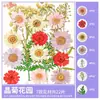 Paquete de Materiales DIY de Flores Secas Flores Prensadas Hechas a Mano Flores Conservadas Marcadores de Libros de Flores Prensadas Hojas de Árbol Real Plantas Pegatinas de Resina Maquillaje Facial