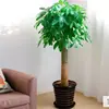 Sanwei Kwai Planta Verde de Interior en Maceta Árbol del Dinero Venta al por Mayor Árbol del Dinero Árbol del Dinero en Maceta Planta Verde Grande Tiantiantangniao
