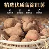 Especialidade de Fazenda de Henan Macarrão de Batata Doce Pó de Batata Doce Amido de Batata Doce 2,5 kg Fino Pó Vermicelli