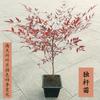 Envío Directo Bambú Nandina Maceta Hoja Roja Tianzhu Flor Grande Plántula Hidropónico Llama Montón Viejo Bonsái Planta Frutal Fruta