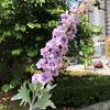 Simulación de boda de otoño, flores de seda al por mayor, cabello estilo europeo, gran delphinium, jacinto, salón de bodas, hogar, hotel