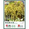 Plántulas de Flores Leñosas Amarillas, Enredaderas Trepadoras, Plántulas Leñosas Doble Rojo y Blanco, Rosas, Florales de Floración Cuatro Estaciones, Plantas en Maceta para Balcón y Patio