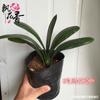Semillas de Clivia al por mayor Plántulas de Clivia Plantas de balcón Plantas de interior en maceta Bonsái Flores de Clivia