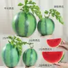 Atacado Modelo de Melancia Simulação Fatias de Melancia Falsas Folha de Videira de Melancia Fruta Fotografia Decoração de Casa Estúdio de Educação Infantil Adereços